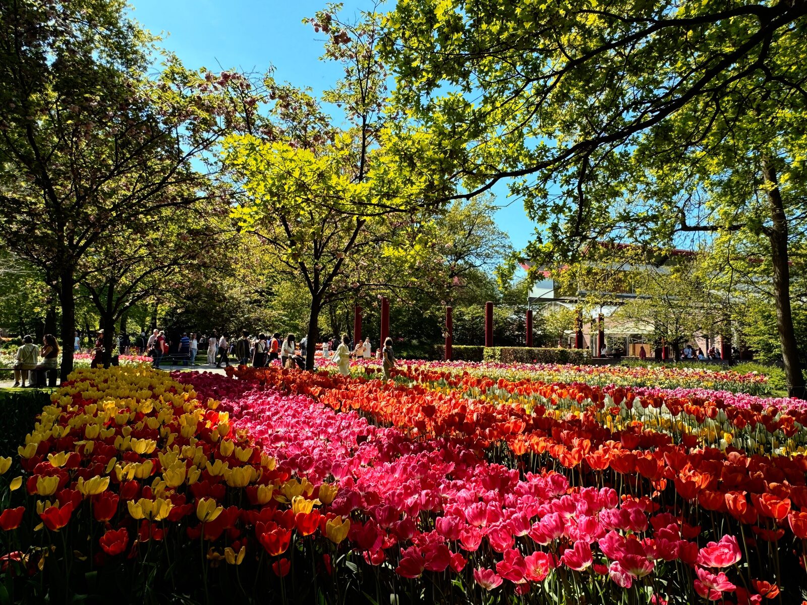 庫肯霍夫花園 - 鬱金香的夢幻王國